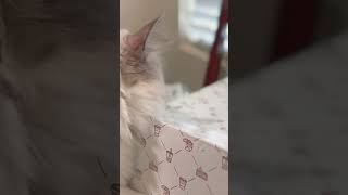 😽オス猫を誘うメス猫 #shorts #cat #cats #発情期 【猫の発情期】