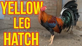 YELLOW LEG HATCH