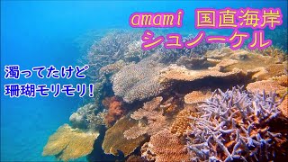 奄美大島・国直でシュノーケリング（濁りのある日Vre.）