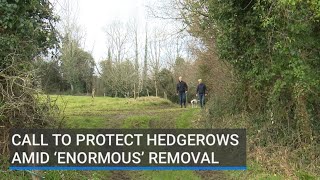 Call to protect Ireland’s hedgerows amid ‘enormous’ removal