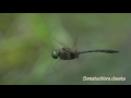 ハネビロエゾトンボ somatochlora clavata super slowmotion 240fps