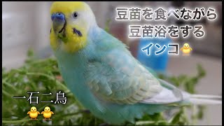 水浴び嫌いなインコの豆苗浴🐥関西弁のくーちゃん🐥