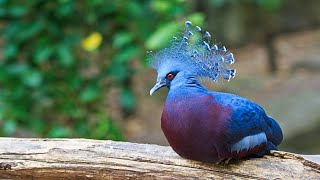 The Victorian Crowned Pigeon is the most beautiful bird in the World