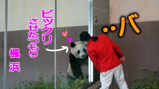 【扉に隠れたつもり 丸見え抗議】子パンダ楓浜 隣にいくでつか お腹ぺこぺこでつ