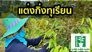 แต่งกิ่งต้นทุเรียน | ลุงหมูป้าตุ้ยพันธุ์ไม้