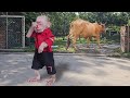 OMG😂 Monkey Su & ​​Kuku non stop run chase the cow when slip off rope