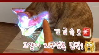 고양이 외계인설 지금 확인해보겠습니다#세일러문인가? #너살짝무섭다 #당근과고양이