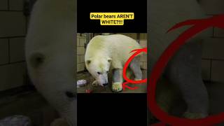 SHOCKING TRUTH about polar bears!!! 😱😱🤯 (yes, they LIED to you) #polarbear #follicles #facts