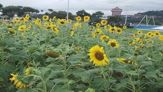 大佳河濱公園向日葵、百日草、狼尾草花海（1116）