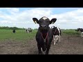 100 sub cow special danish agriculture hd