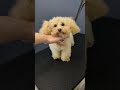 お家トリミング、難しいですよね トリミング asmr grooming