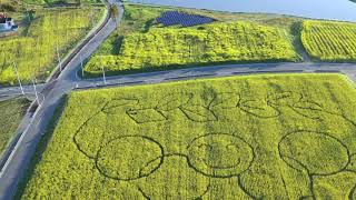 2020-05-07 南相馬市原町区萱浜 なの花めいろ2020