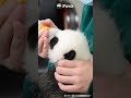 「飼養員さんの日常」パンダの赤ちゃんのミルクタイム🍼 ipanda パンダ楽園 shorts