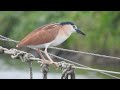 1080410大園棕夜鷺（nycticorax caledonicus）