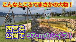 こんなところでまさかの大物！西宮浜総合公園で巨大シイラに遭遇！