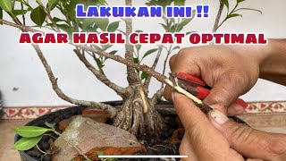 Dengan cara ini bonsai kimeng akan lebih cepat jadi 🪴