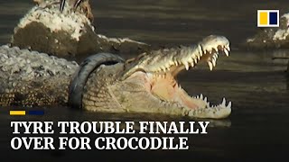 Crocodile finally freed after 6 years with tyre stuck around its neck