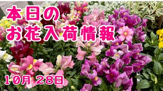 本日のお花入荷情報🌸　2024年10月28日