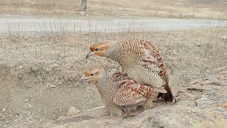 Grey Francolin Breeding season