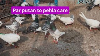 ਪਰ ਪੁੱਟਣ ਤੋਂ ਪਹਿਲਾਂ ਜਰੂਰੀ ਗੱਲਾਂ ।। @Majha_peigon  #pigeon #bird #youtube