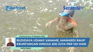 Budidaya Udang Vaname, Miswardi Raih Keuntungan Hingga 200 Juta Per 4 Bulan