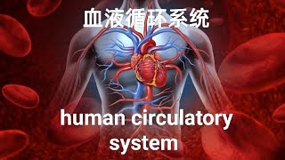 hot topic | F4 bio human circulatory system 人类血液循环系统 [中文版］