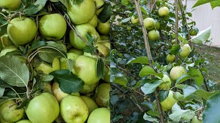 ആദ്യമായി ഇത്രയും ആപ്പിൾ കായ്ച്ചത് /Apple plant