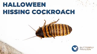 Halloween Hissing Cockroach