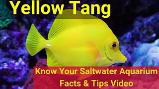 Yellow Tang (Zebrasoma flavescens). Know Your Saltwater Aquarium: Facts \u0026 Tips