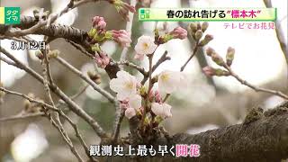 【テレビでお花見シリーズ】第１回　春を告げる桜