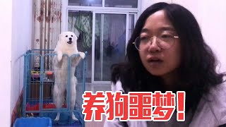 女孩养萨摩耶简直是“噩梦”，狗狗坏习惯苦不堪言，讲出来全是心塞！【犬道app】