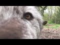 The Best Kisses Are Wolf Kisses