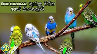 budgie කුරුලු වර්ග 10ක් සිංහලෙන්/10 types of budgie birds #budgiebird