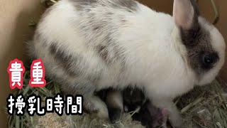 【貴重】うさぎの授乳シーンが撮れました