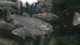 淡水魚水族館の栃木県なかがわ水遊園へ行って来ました～！　2016年8月15日　00260