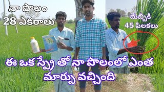 ఈ ఒక్క స్ప్రే తో నా పొలంలో ఎంత మార్పు వచ్చింది, రైతు మాటల్లోనే విందాం, దుబ్బికి 35 నుండి 50 పిలకలు