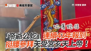 「帝爺公蛇」連續43年報到！靈蛇挺腰參拜玄天上帝｜天受宮｜南投｜端午節