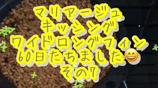【メダカ】めだか　マリアージュキッシングワイドロングフィン👍　その7 成長記録👍　生まれてから60日たちました👍　＃針子＃メダカ#めだか＃マリアージュキッシングワイドフィン#夏休み自由研究