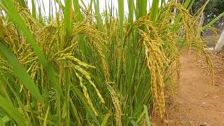 Aerobic rice, Growing rice in drylands