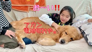 娘達が何度呼びかけても、なさけない姿でピクリとも動かなくなった大型犬クッキー【ゴールデンレトリバーとミニチュアダックスフンド】