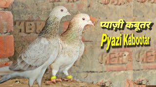 इन कबूतरों के ! Tonk Ke Kabootar | Bajre Kabootar | Pyazi Kabootar | Jaipur Tonk Pigeons