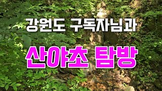 강원도 구독자님과 함께하는 산야초 탐방