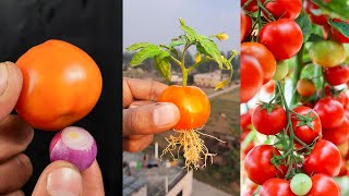 Amazing idea for grow tomato plant at home from fruit || Best propagation for planting