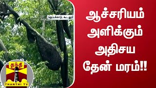 ஆச்சரியம் அளிக்கும் அதிசய தேன் மரம் - பார்த்து ரசித்து செல்லும் உள்ளூர் மக்கள்