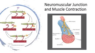 Neuromuscular Junction and muscle contraction