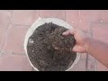 how to use fresh cow dung for plants tamil மாட்டுச்சாணம் எரு எப்படி பயன்படுத்துவது cow dung