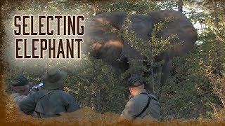 Selecting the Elephant to Harvest | 5