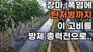 노지고추 장마에 폭염, 드디어 탄저까지.. 이제부터 방제 총력전 #텃밭 #고추 #탄저 #방제