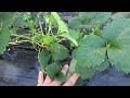 イチゴの栽培：除草（strawberry_cultivation _weeding）