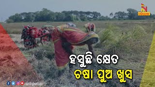 Farmers Arev Happy In Khordha For Good Harvest | NandighoshaTV